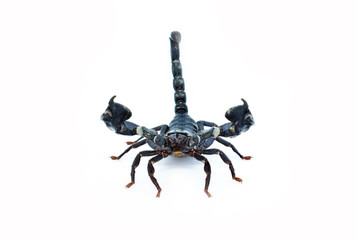 scorpion isolated on white background