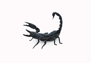 scorpion isolated on white background