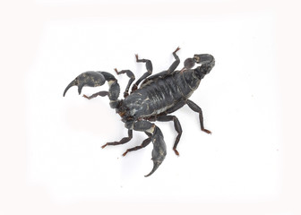 scorpion isolated on white background