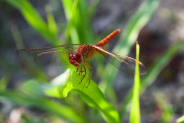 close up dragonfly on flower in garden nature outdoor insect animal, red orange color plant green background wildlife