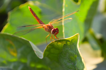 close up dragonfly on flower in garden nature outdoor insect animal, red orange color plant green background wildlife