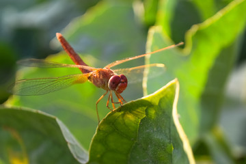 close up dragonfly on flower in garden nature outdoor insect animal, red orange color plant green background wildlife