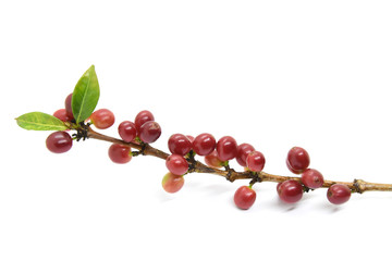 Coffee berries on branch on white background.