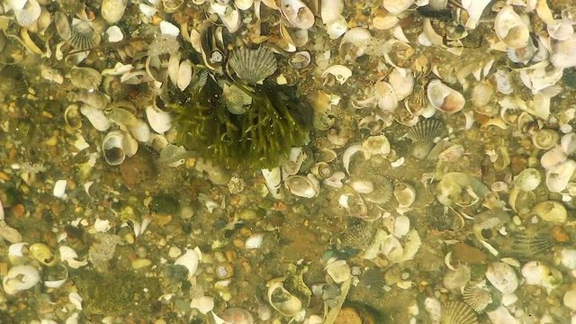 Seashells seaweed and minnows in shallow foamy water of wildlife refuge