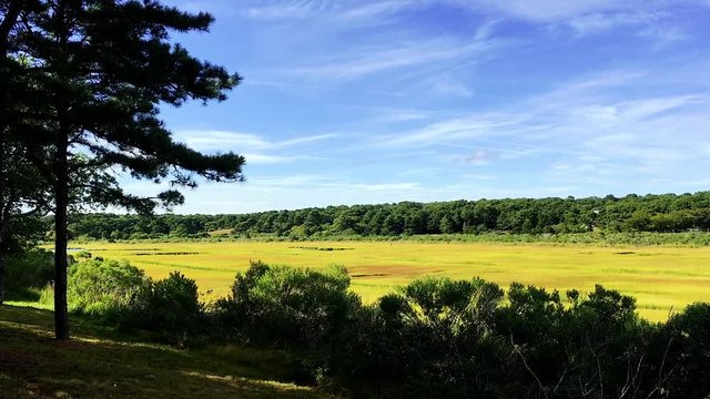 Scenic yellow marsh near wildlife refuge Chappaquiddick island Martha's Vineyard wide