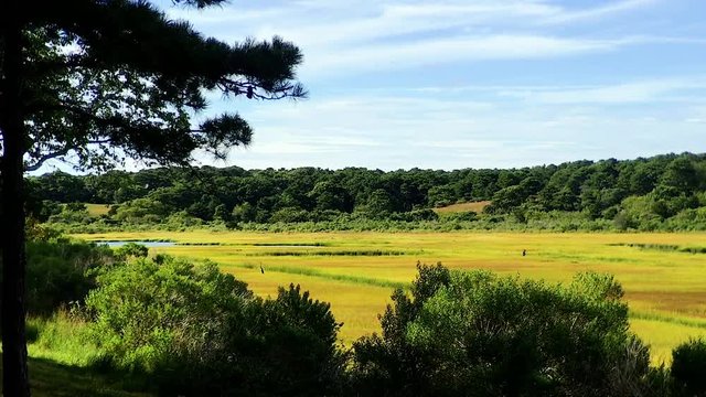 Scenic yellow marsh with blue heron birds in distance near wildlife refuge Chappaquiddick island Martha's Vineyard wide