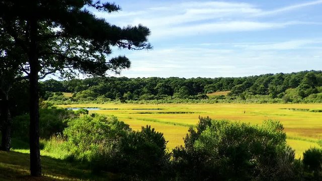 Scenic yellow marsh with flying blue heron birds in distance near wildlife refuge Chappaquiddick island Martha's Vineyard wide