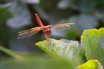 close up dragonfly on flower in garden nature outdoor insect animal, red orange color plant green background wildlife