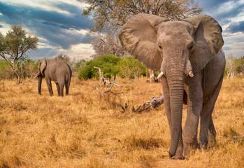 Fototapeta na wymiar A large male African elephant (Loxodonta africana),with one broken tusk, walks toward the camera with his ears flapping. Botswana.