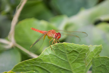 close up dragonfly on flower in garden nature outdoor insect animal, red orange color plant green background wildlife