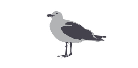vector illustration of sea gull bird
