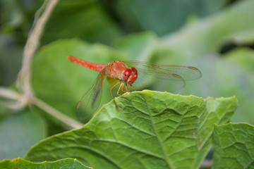 close up dragonfly on flower in garden nature outdoor insect animal, red orange color plant green background wildlife