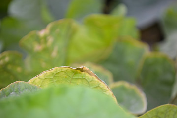 close up green leaf flower in garden nature outdoor