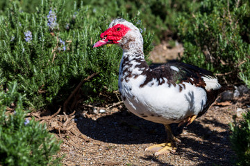 duck with a red spot in its eye, in the outdoor park