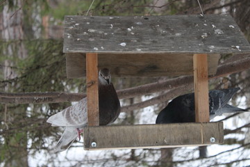 Two pigeons sit in the feeder in winter.