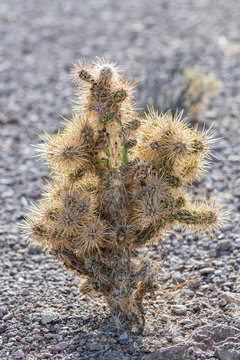 Backlit cholla cactus in the Nevada desert