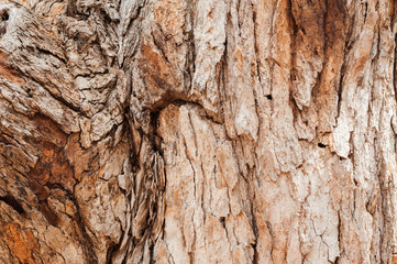 Tree texture