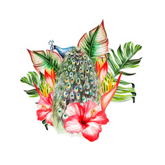 Watercolor tropical composition with hibiscus flowers and peacock bird, monstera leaves.  © knopazyzy