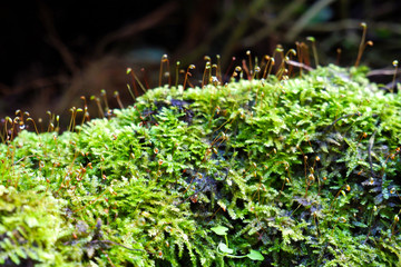 Fresh Green Moss Plants