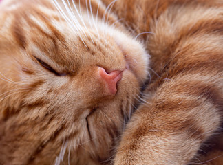 cat face, sleeping cat close-up
