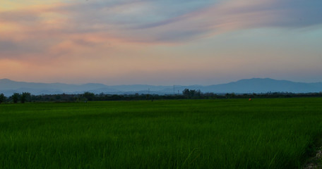 Landscape view of rice field in twilight of the country, Thailand
