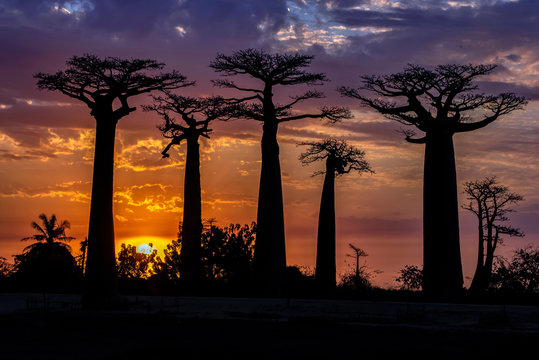 Baobab trees, Baobabs forest - Baobab alley, Morondava, Madagascar. Sunset.