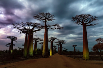 Baobab trees, Baobabs forest - Baobab alley, Morondava, Madagascar. Sunset.