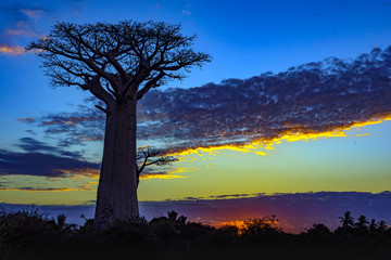 Fototapeta na wymiar Baobab trees, Baobabs forest - Baobab alley, Morondava, Madagascar. Sunset.