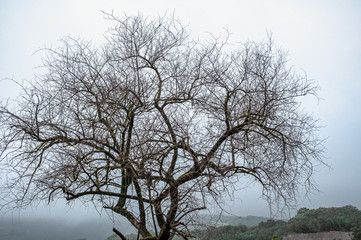 A  beautifully branched out tree in a vast landscape