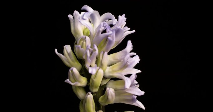 A beautiful white Hyacinth plant blooming - time lapse