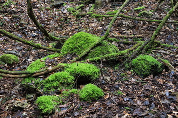 苔むした岩