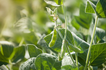 Young pod of soybean plant in an agricultural field against the light. Soybean seeds in a pod on a growing plant. Soybean crops.