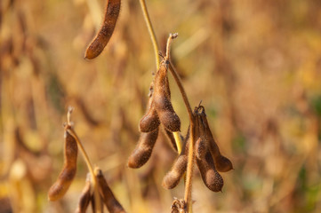 Ripe pods of soybean varieties on the stem of a plant in a agriculture field during harvest. Selective focus.