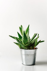 Aloe flower in a metal pot isolated on a white