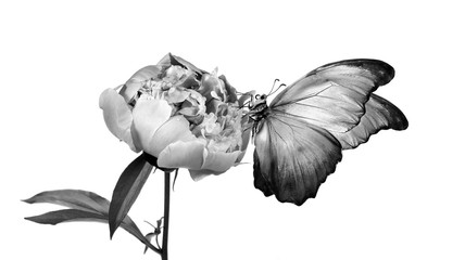 Fototapety  Piękny motyl Morpho na kwiat na białym tle. kopiuj spacje. kwiat piwonii i motyl czarno-biały