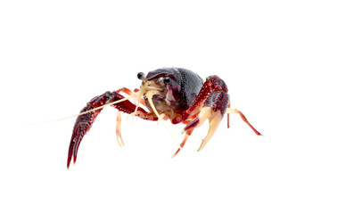 orange Crayfish on white background, Procambarus clarkii,orange Ghost