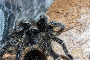 The black tarantula Grammostola pulchra spider sits on the ground close up view.