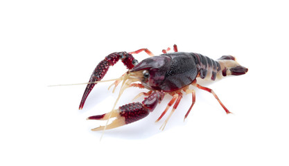 orange Crayfish on white background, Procambarus clarkii,orange Ghost