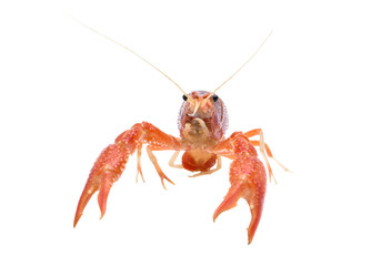Crayfish Procambarus Clarkii Ghost on white background