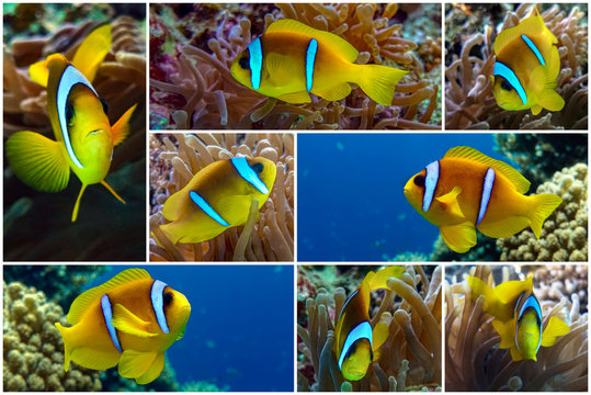 Collage - set Tropical clown fish.Red sea Egypt