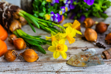 Obraz na płótnie Canvas Spring daffodils and flower bulbs.