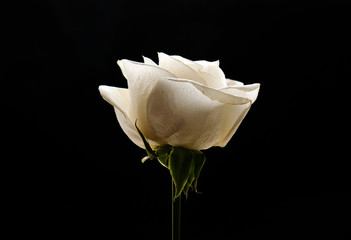 White rose on a black background