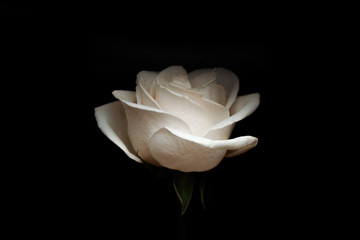 White rose on a black background - Powered by Adobe