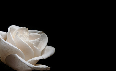 White rose on a black background