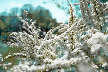 Branches of blossoming 
spirea against background of blue sky  in spring on nature outdoors. White spirea flowers, dreamy romantic artistic image of spring nature. Spring garden
