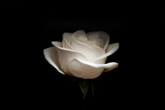 Black And White Rose Images – Browse 1,075,649 Stock Photos, Vectors, and  Video | Adobe Stock