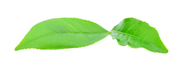 Green tea leaf isolated on white background