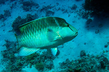 Close up of head of Napoleon fish with his big lips.Red sea Egypt