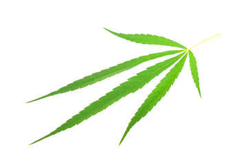 Cannabis leaf on white background