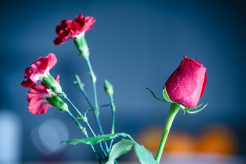 Obraz premium Red roses flowers in vase.